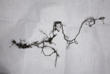 Athyrium filix-femina 'Rotstiel' RCP1-2015 01 root.JPG